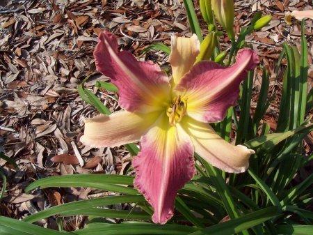 Photo of Daylily (Hemerocallis 'Cliffs of Abique') uploaded by vic