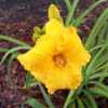 Image courtesy of Johnson Daylily Gardens Used with permission
