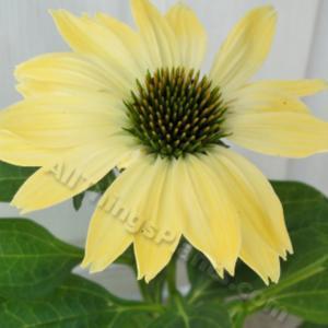 Perfect yellow flower, when first open. 