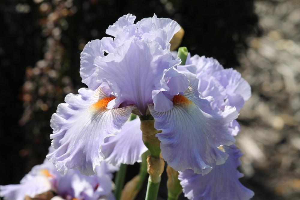 Photo of Tall Bearded Iris (Iris 'No Place Like Home') uploaded by ARUBA1334