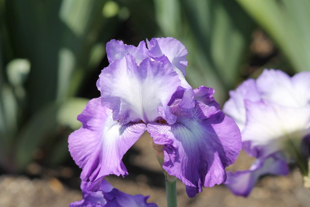 Photo of Tall Bearded Iris (Iris 'Diamond Lake') uploaded by ARUBA1334