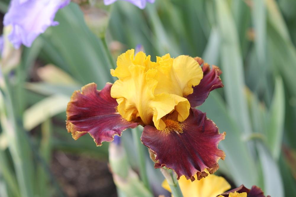 Photo of Tall Bearded Iris (Iris 'Bold Encounter') uploaded by ARUBA1334