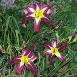 Location: My garden in Bakersfield, CA
Date: 2012-06-28 