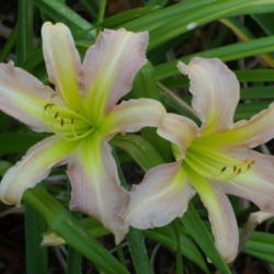 Location: My garden in Bakersfield, CA
Date: 2012-06-30 