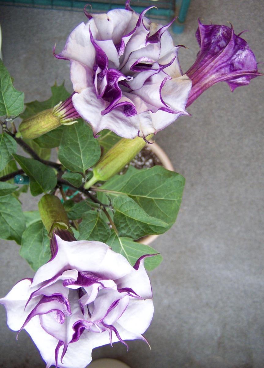 Photo of Devil's Trumpet (Datura metel 'Ballerina Purple') uploaded by BobWalshPlumeriaBook