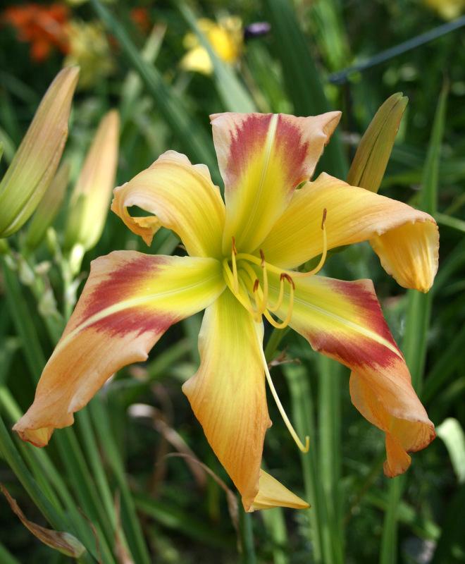 Photo of Daylily (Hemerocallis 'Square Dancer's Curtsy') uploaded by Calif_Sue