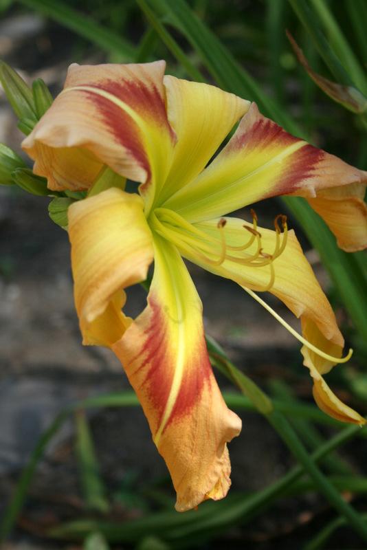 Photo of Daylily (Hemerocallis 'Square Dancer's Curtsy') uploaded by Calif_Sue
