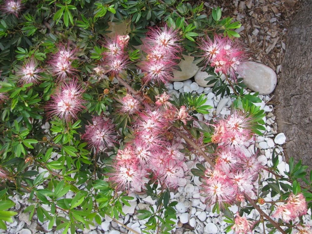 Photo of Pink Powder Puff (Calliandra riparia) uploaded by Dutchlady1