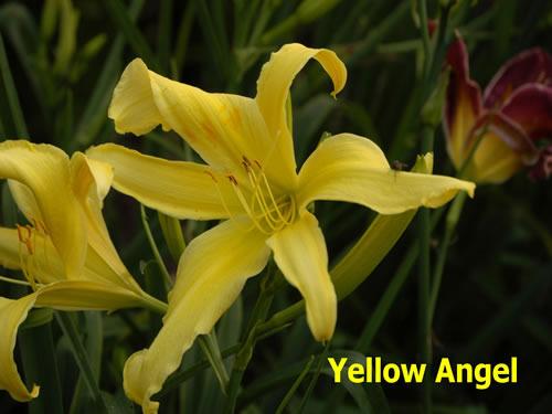 Photo of Daylily (Hemerocallis 'Yellow Angel') uploaded by Joy