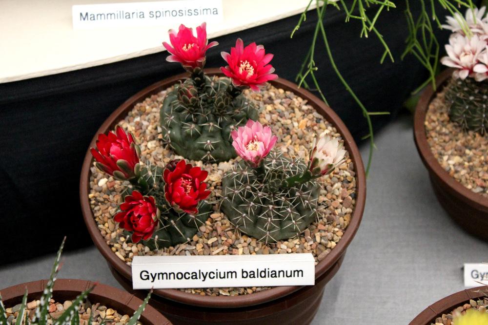 Photo of Dwarf Chin Cactus (Gymnocalycium baldianum) uploaded by NEILMUIR1