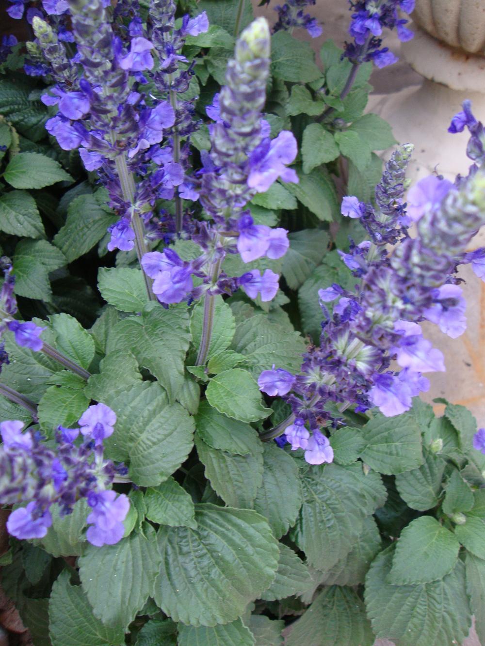 Photo of Sage (Salvia Mystic Spires Blue) uploaded by Paul2032