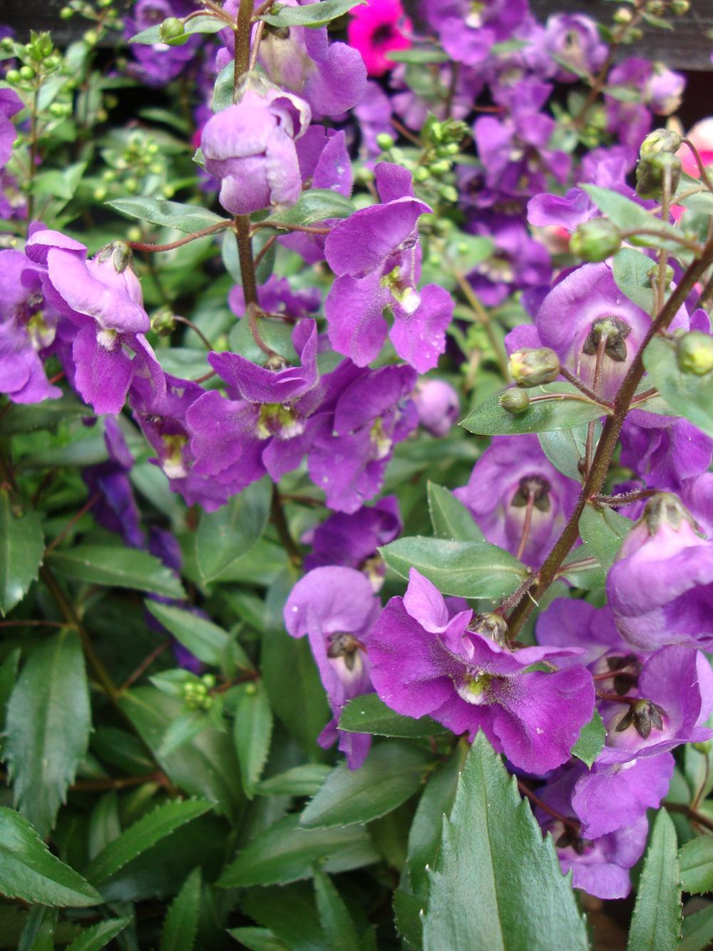 Photo of Summer Snapdragon (Angelonia angustifolia Angelface® Blue Improved) uploaded by Paul2032