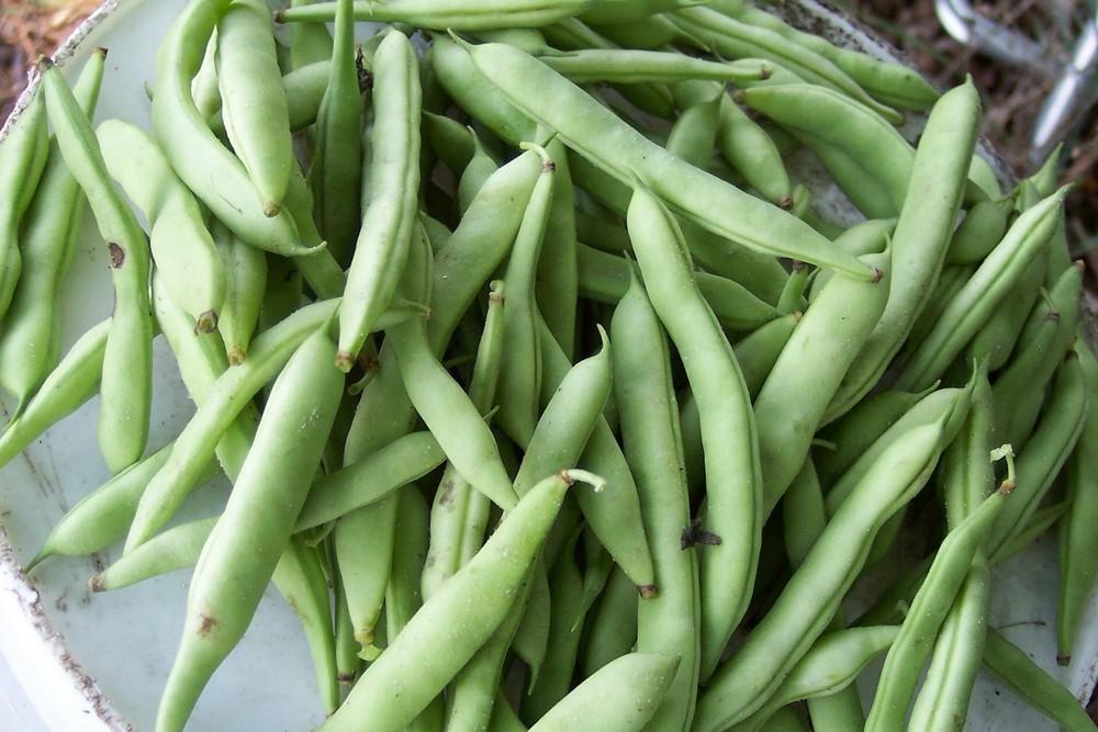 Photo of Common Bean (Phaseolus vulgaris 'White Half Runner') uploaded by farmerdill