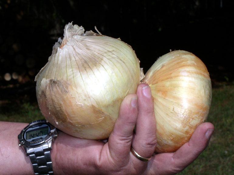 Photo of Onion (Allium cepa 'Granex 33') uploaded by farmerdill