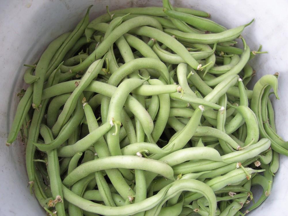 Photo of Common Bean (Phaseolus vulgaris 'Contender') uploaded by farmerdill
