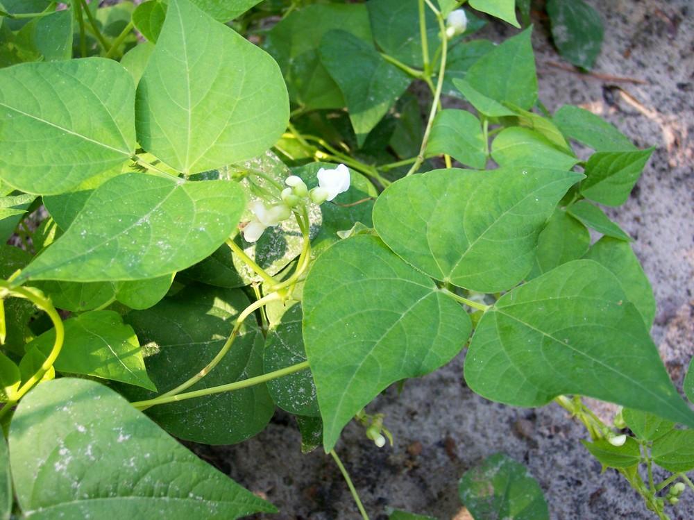 Photo of Common Bean (Phaseolus vulgaris 'Mountaineer Half Runner') uploaded by farmerdill