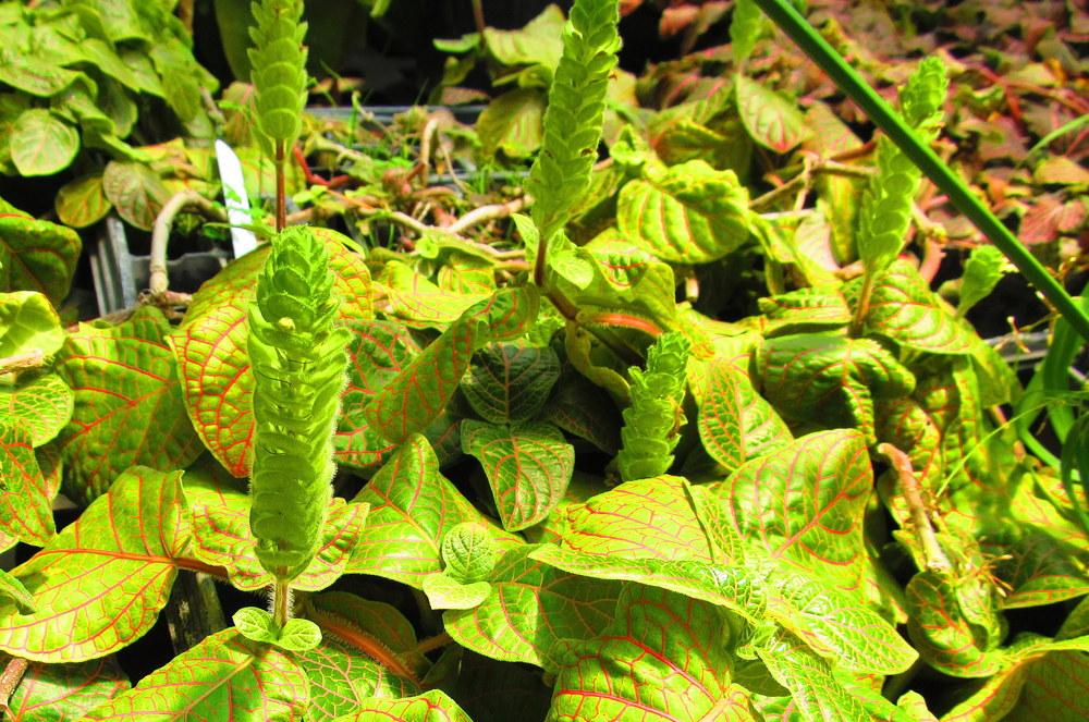 Photo of Nerve Plant (Fittonia albivenis) uploaded by jmorth