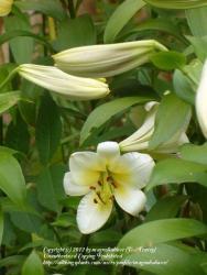 Thumb of 2012-07-03/magnolialover/32ab04
