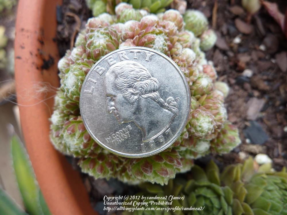 Photo of Hen and Chicks (Sempervivum 'Silver Angel') uploaded by sandnsea2