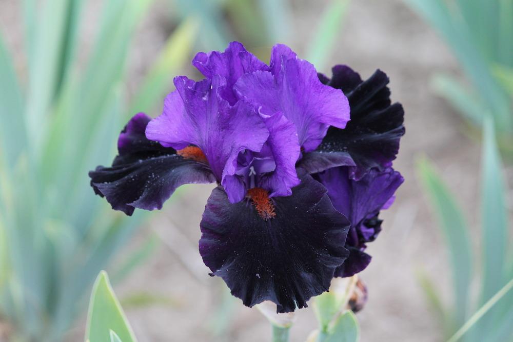 Photo of Tall Bearded Iris (Iris 'Wild Wings') uploaded by ARUBA1334