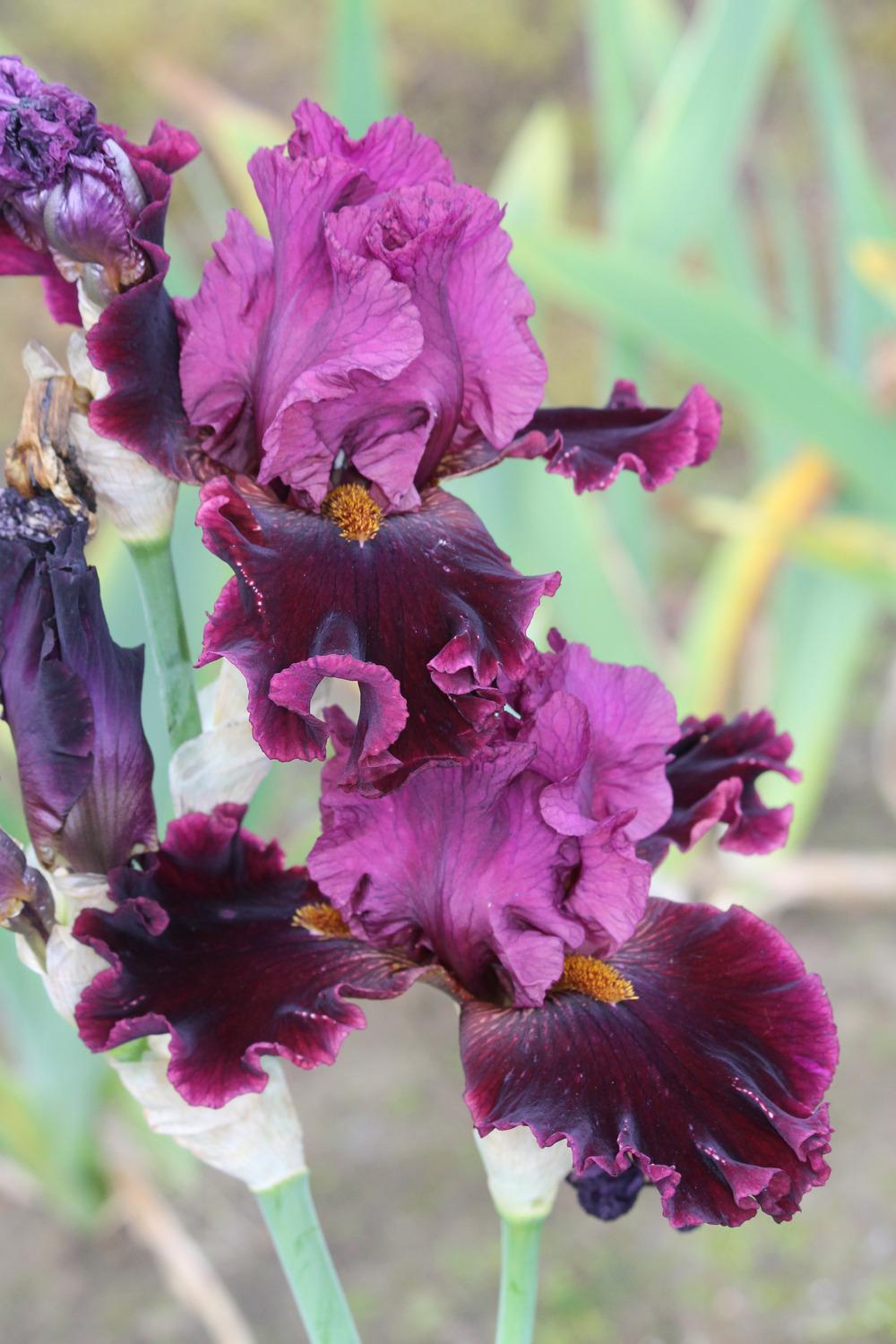 Photo of Tall Bearded Iris (Iris 'Obsessed') uploaded by ARUBA1334