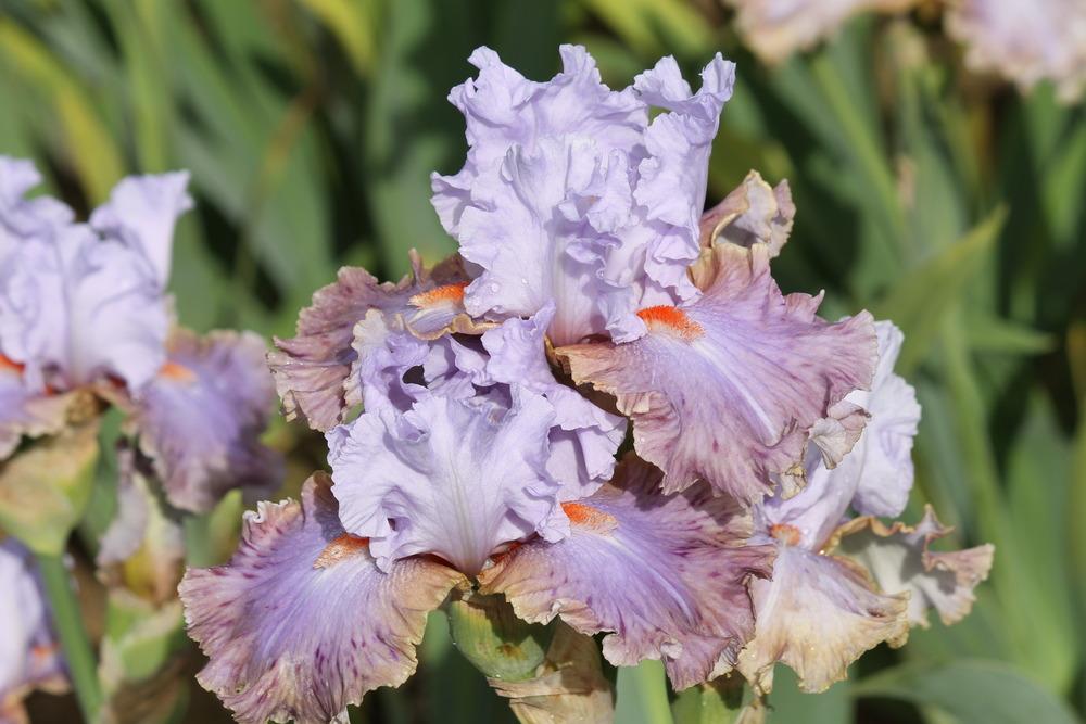 Photo of Tall Bearded Iris (Iris 'Legerdemain') uploaded by ARUBA1334