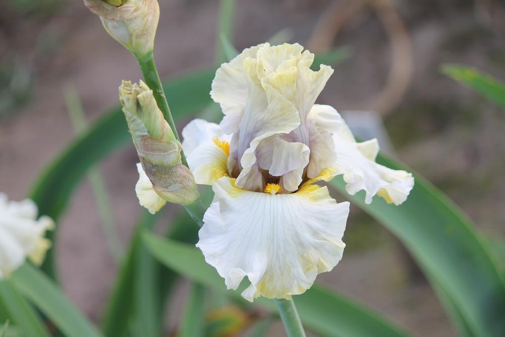 Photo of Tall Bearded Iris (Iris 'Say You Will') uploaded by ARUBA1334