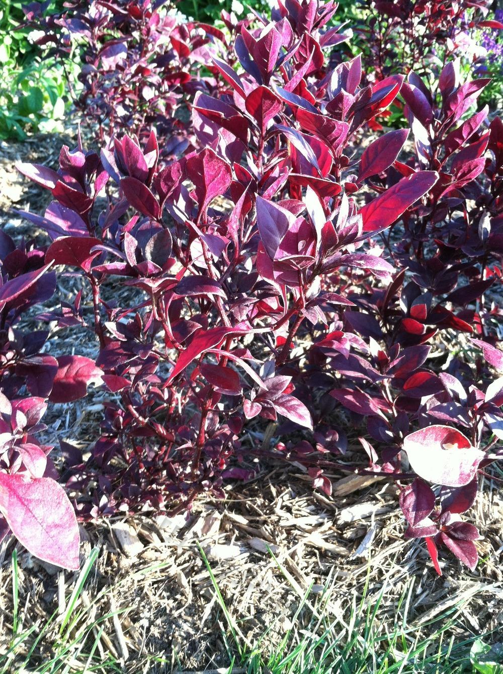 Photo of Calico Plant (Alternanthera dentata 'Purple Knight') uploaded by BookerC1