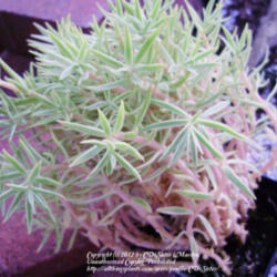 Location: Suburban Denver, Colorado
Date: 2012-07-03
Sedum Lineare Sea Urchin - New Plant