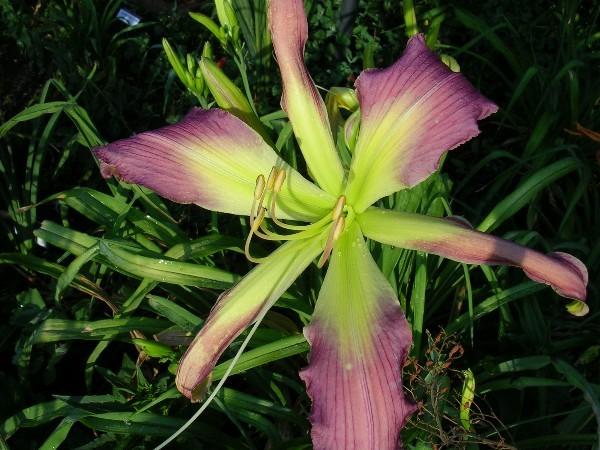 Photo of Daylily (Hemerocallis 'Lavender Handlebars') uploaded by Hemlady