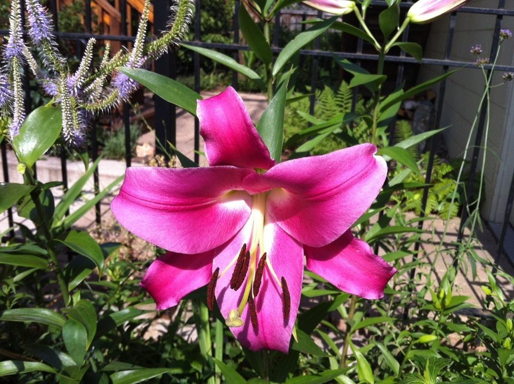 Photo of Lily (Lilium 'Robina') uploaded by Ispahan
