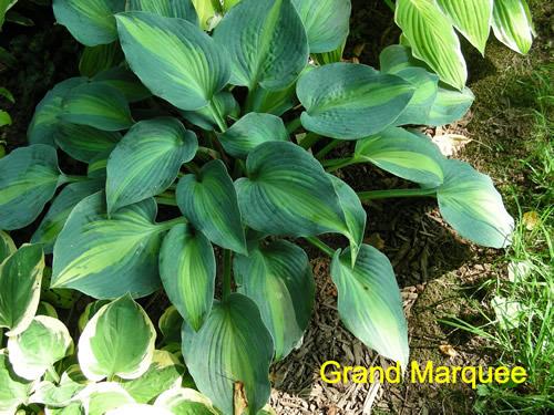 Photo of Hosta 'Grand Marquee' uploaded by Joy