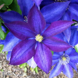 Location: My garden, zone 4 Wisconsin
Date: 2012-06-06
Beautiful colors on this bloom!