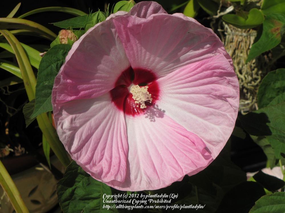Photo of Hybrid Hardy Hibiscus (Hibiscus Luna™ Pink Swirl) uploaded by plantladylin
