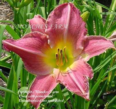 Photo of Daylily (Hemerocallis 'Imperial Artist') uploaded by vic