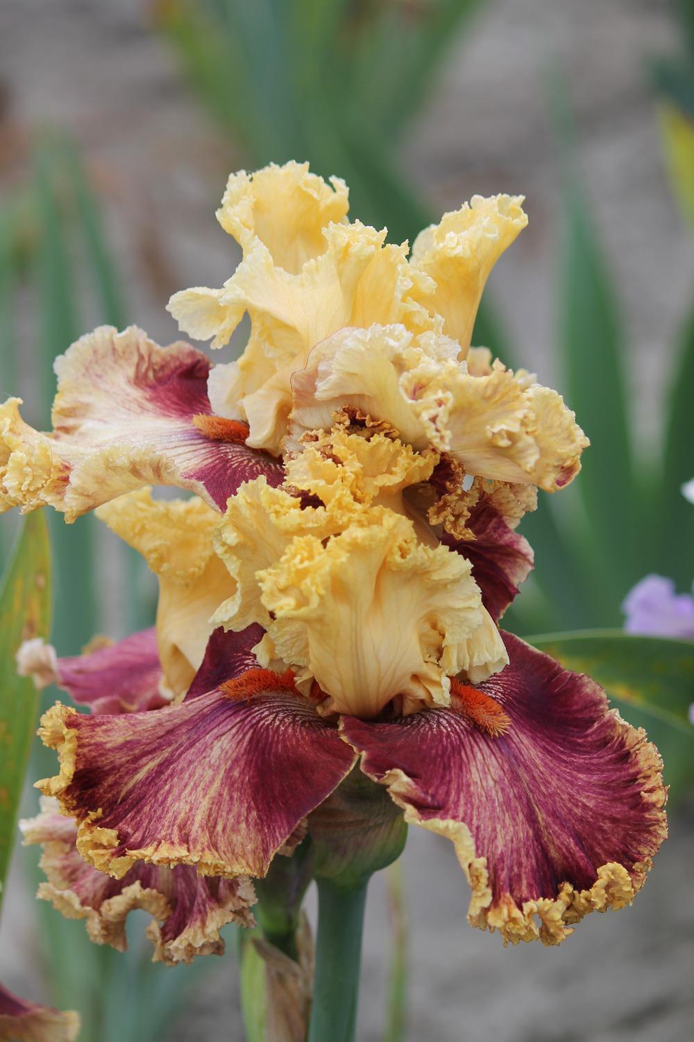 Photo of Tall Bearded Iris (Iris 'Italian Master') uploaded by ARUBA1334