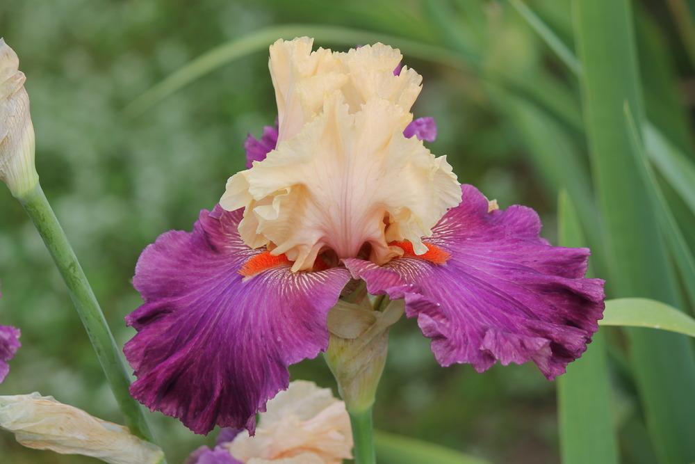 Photo of Tall Bearded Iris (Iris 'Started with a Kiss') uploaded by ARUBA1334