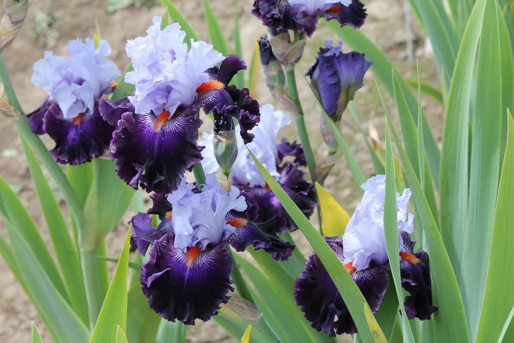 Photo of Tall Bearded Iris (Iris 'Honourable Lord') uploaded by ARUBA1334