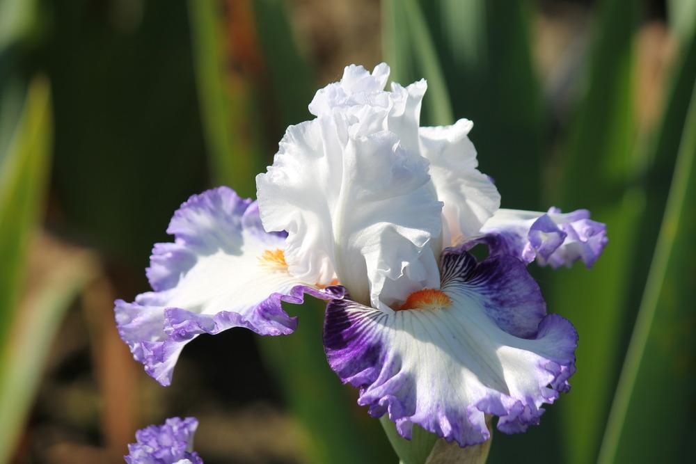 Photo of Tall Bearded Iris (Iris 'Romantico') uploaded by ARUBA1334