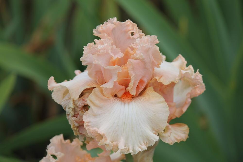 Photo of Tall Bearded Iris (Iris 'Lesley My Love') uploaded by ARUBA1334