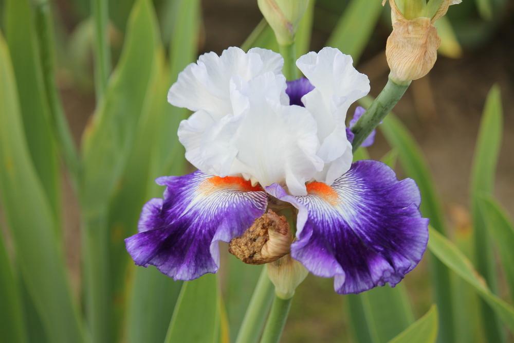 Photo of Tall Bearded Iris (Iris 'Café Viva') uploaded by ARUBA1334