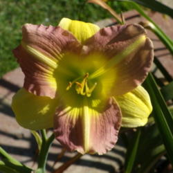 Location: My garden in Bakersfield, CA
Date: 2012-07-03 