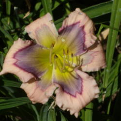 Location: My garden in Bakersfield, CA
Date: 2012-07-03 
