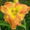 Daylily (Hemerocallis \"Orange Colossus\")