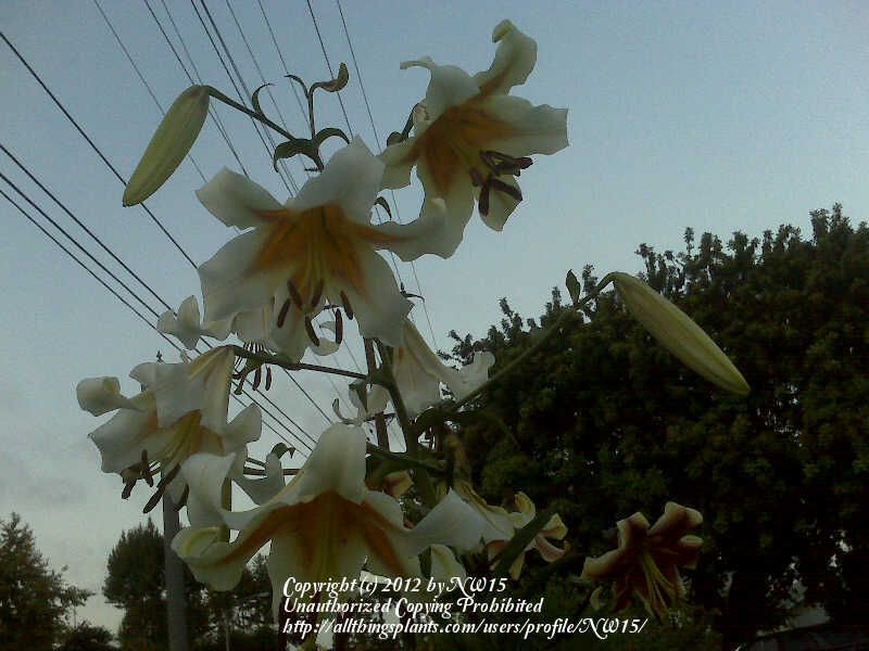 Photo of Lily (Lilium 'American Spirit') uploaded by NW15