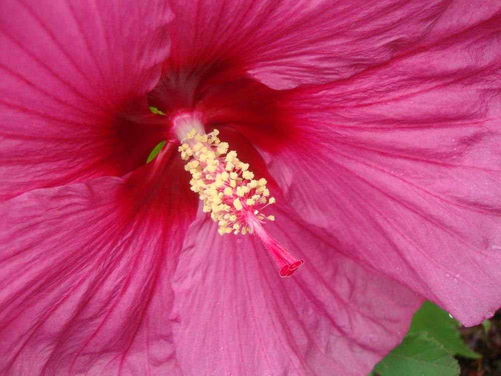 Photo of Hybrid Hardy Hibiscus (Hibiscus Summerific™ Berrylicious) uploaded by Paul2032