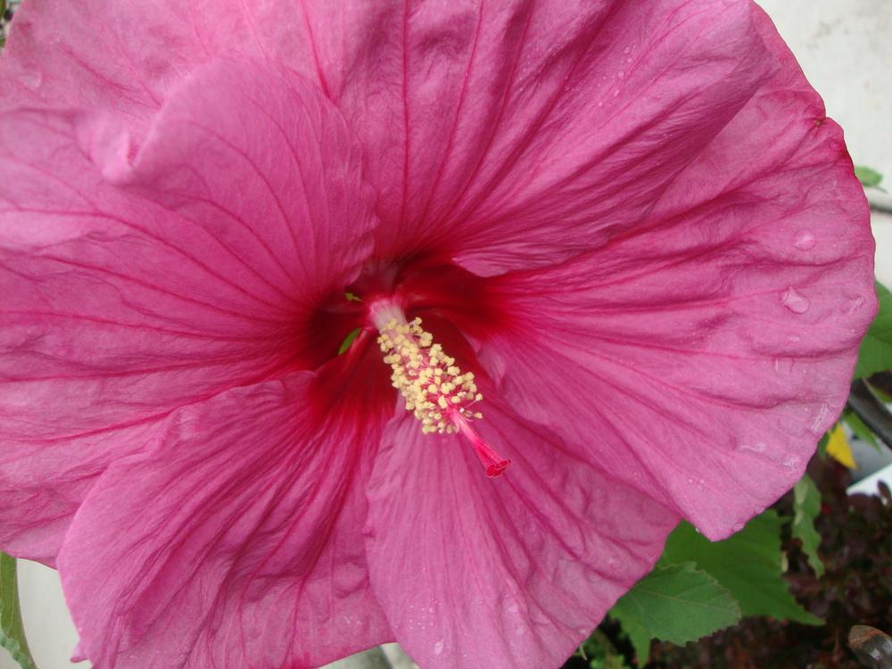 Photo of Hybrid Hardy Hibiscus (Hibiscus Summerific™ Berrylicious) uploaded by Paul2032
