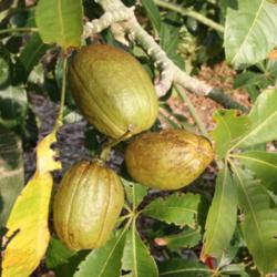 Location: Bradenton, Florida
Date: 2012-07-04
Inside each fruit is a dozen or more nuts.