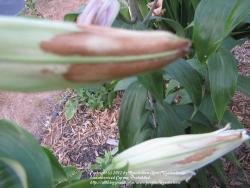 Thumb of 2012-07-05/Roosterlorn/957f60