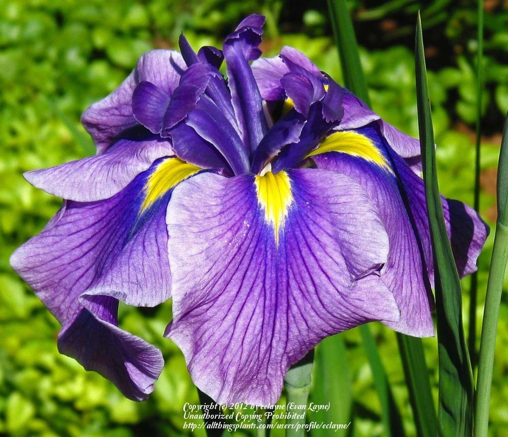Photo of Japanese Iris (Iris ensata 'Oriental Eyes') uploaded by eclayne